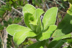 Helichrysum transmontanum