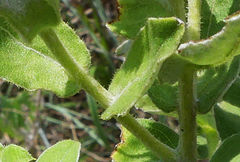 Helichrysum transmontanum