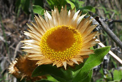 Helichrysum transmontanum