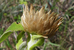 Helichrysum transmontanum