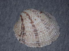 Periglypta reticulata