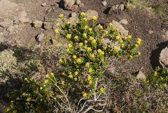 Helichrysum trilineatum
