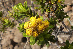Helichrysum trilineatum