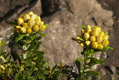 Helichrysum trilineatum