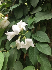 Mandevilla laxa