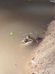 Pelophylax perezi