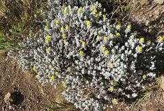 Helichrysum trilineatum
