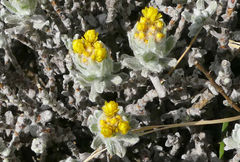 Helichrysum trilineatum
