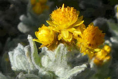 Helichrysum trilineatum