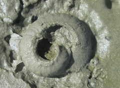 Amphibola crenata image
