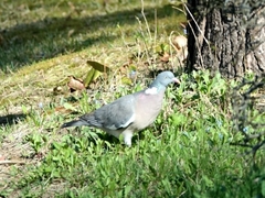 Columba palumbus