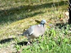 Columba palumbus