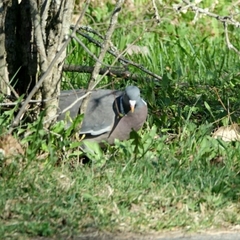 Columba palumbus