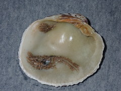 Periglypta reticulata