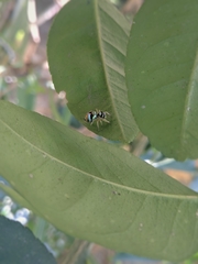 Phintella vittata