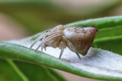 Araneus acuminatus