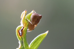 Araneus acuminatus
