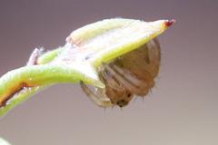 Araneus acuminatus