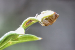 Araneus acuminatus