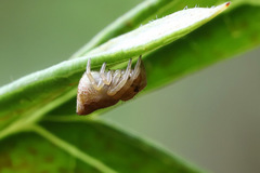 Araneus acuminatus