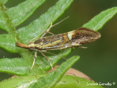 Alabonia herculeella