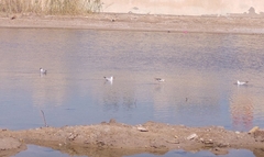 Chroicocephalus ridibundus