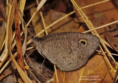 Ypthima granulosa