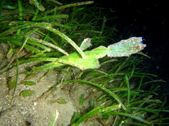Solenostomus cyanopterus