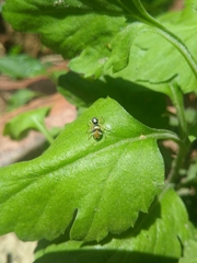 Phintella vittata
