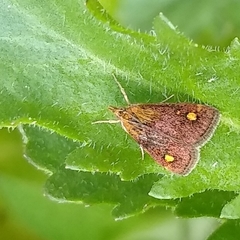 Pyrausta aurata