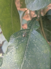 Phintella vittata