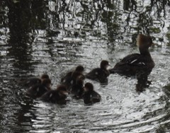 Lophodytes cucullatus