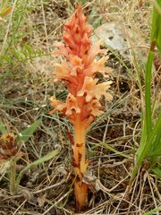 Orobanche kochii