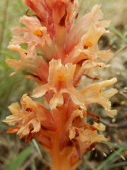 Orobanche kochii