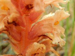 Orobanche kochii
