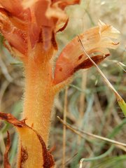 Orobanche kochii