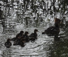 Lophodytes cucullatus