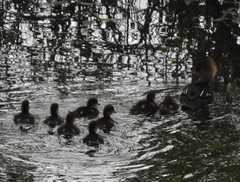 Lophodytes cucullatus