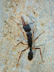 Harpegnathos venator