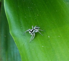 Leptofreya