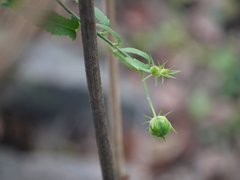 Hibiscus hirtus