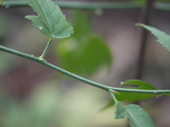 Hibiscus hirtus