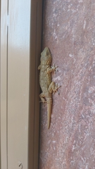 Tarentola mauritanica