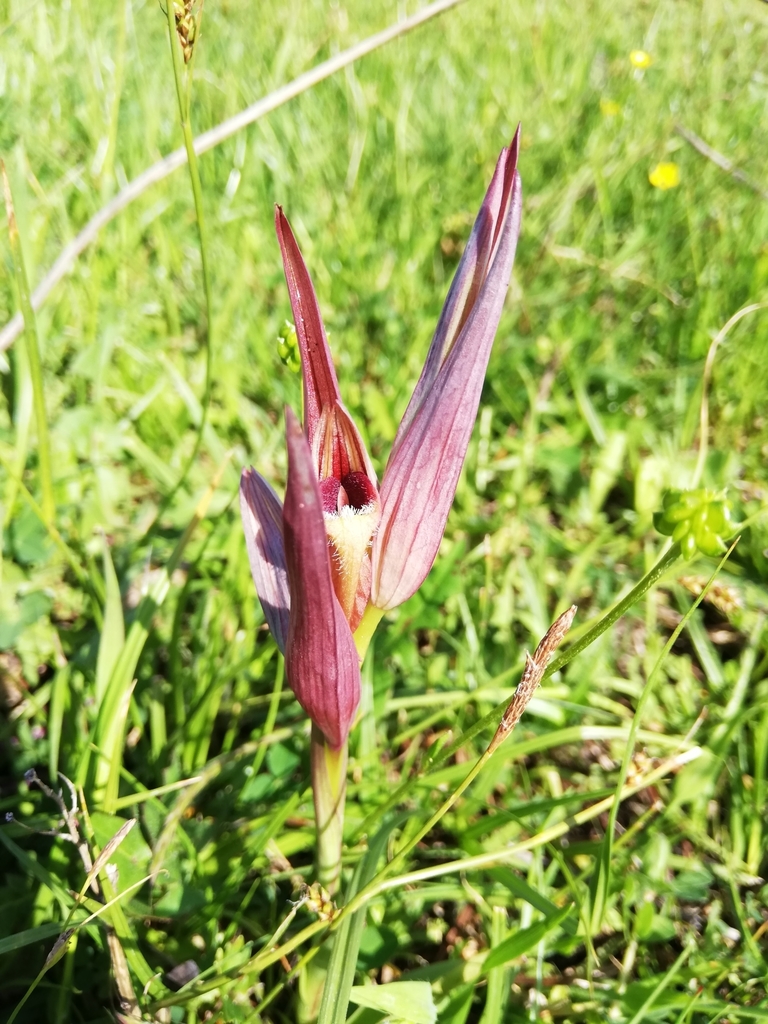 Long-lipped serapias