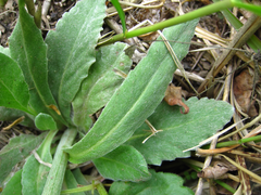 Tephroseris kirilowii