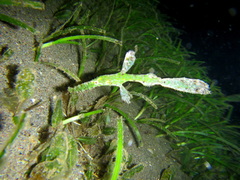 Solenostomus cyanopterus