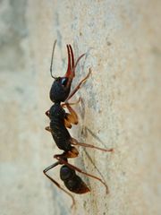 Harpegnathos venator