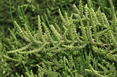 Arthrocaulon macrostachyum