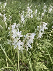Ornithogalum nutans