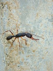 Harpegnathos venator